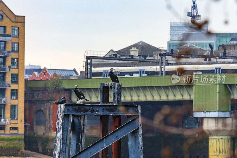 Heron and Bridge，伦敦，英国